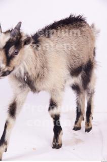 Goat 0063