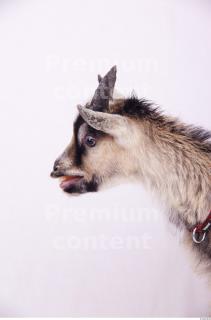 Goat 0066