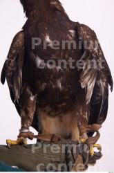 Upper Body Eagle