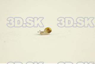 Snail 0081