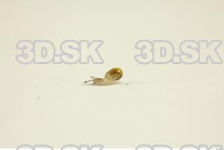 Snail 0083