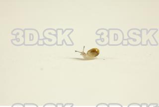 Snail 0084