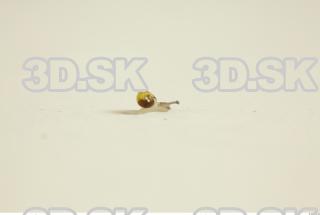 Snail 0088