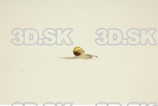 Snail 0089