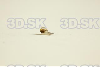 Snail 0090