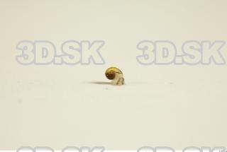 Snail 0093