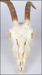 Skull Goat