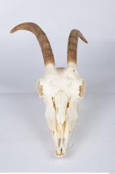 Skull Goat