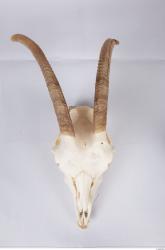 Skull Goat