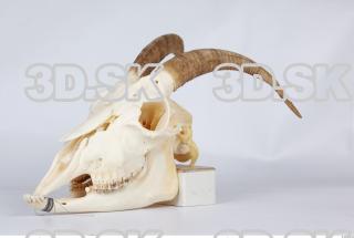 Skull goat 0042