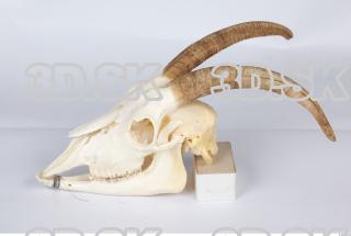 Skull goat 0061