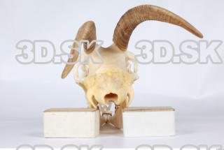 Skull goat 0083