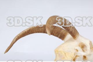 Skull goat 0091