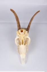 Skull Goat