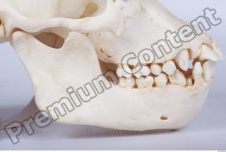 Skull chimpanzee 0031