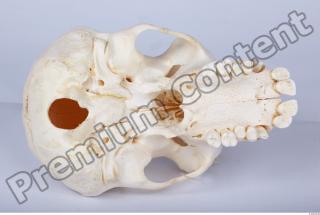 Skull chimpanzee 0037