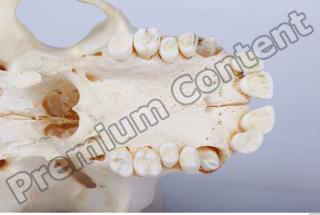 Skull chimpanzee 0041