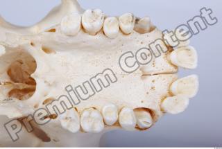 Skull chimpanzee 0042