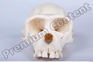 Skull chimpanzee 0049