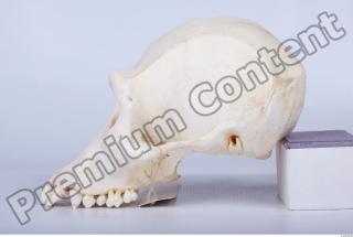 Skull chimpanzee 0050