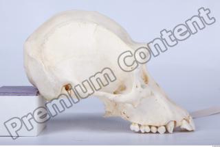 Skull chimpanzee 0052