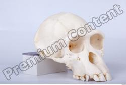 Skull Chimpanzee