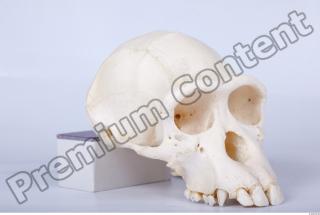 Skull chimpanzee 0053