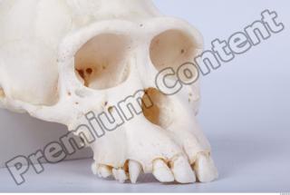 Skull chimpanzee 0054