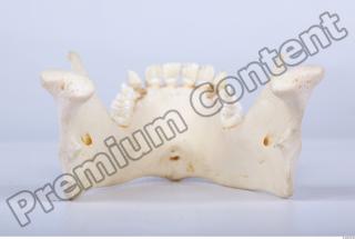 Skull chimpanzee 0063