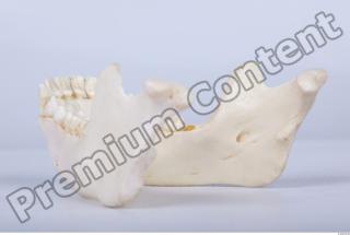 Skull chimpanzee 0064