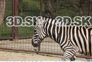 Zebra 0059