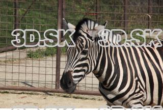 Zebra 0061