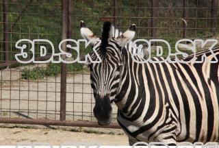 Zebra 0062