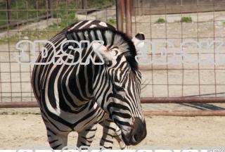 Zebra 0065