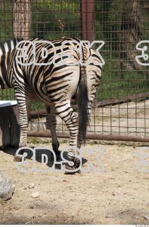 Zebra 0068