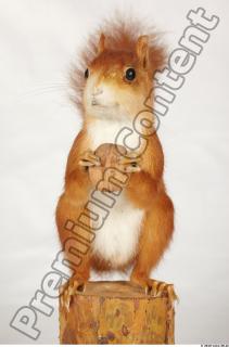 Squirrel-Sciurus vulgaris 0002