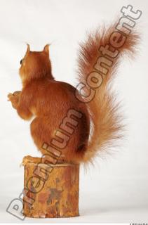 Squirrel-Sciurus vulgaris 0007