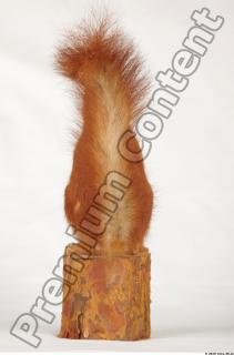 Squirrel-Sciurus vulgaris 0008