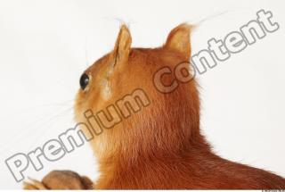 Squirrel-Sciurus vulgaris 0019