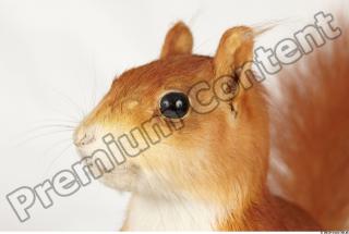 Squirrel-Sciurus vulgaris 0021