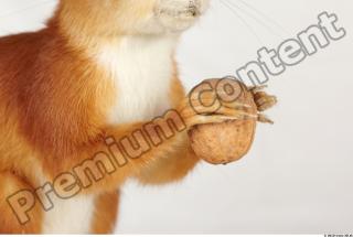 Squirrel-Sciurus vulgaris 0054