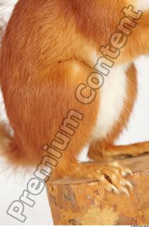 Squirrel-Sciurus vulgaris 0060