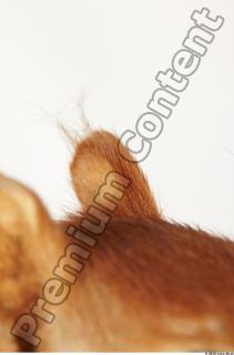 Squirrel-Sciurus vulgaris 0062