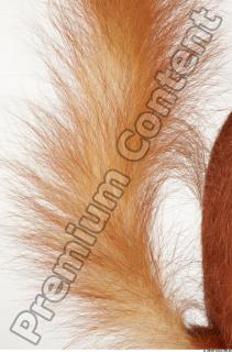 Squirrel-Sciurus vulgaris 0076