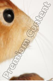 Squirrel-Sciurus vulgaris 0084