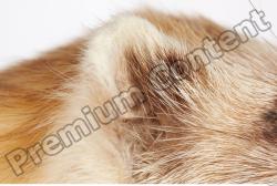 Ear Ferret Animal photo references