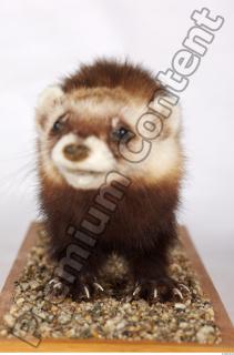 Ferret-Mustela eversmanni 0023