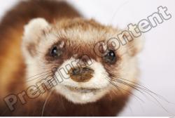 Ferret