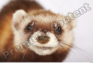 Ferret-Mustela eversmanni 0024