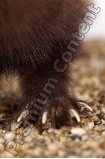 Ferret-Mustela eversmanni 0029